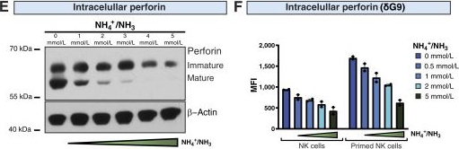 Fig.5.E showing Western Blotting from the publication: Ammonia Suppresses the Antitumor Activity of Natural Killer Cells and T Cells by Decreasing Mature Perforin.