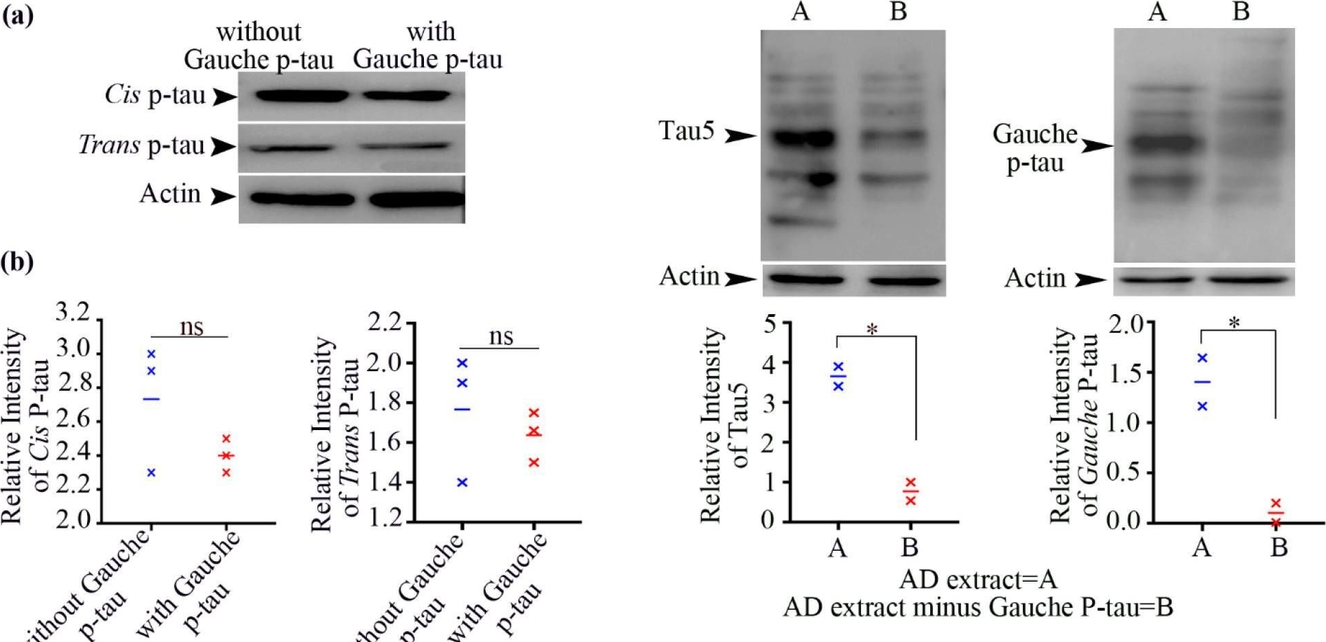Fig.4.A showing Western Blotting in a Homo sapiens (Human) sample from the publication: A Novel Phosphorylated Tau Conformer Implicated in the Tauopathy Pathogenesis of Human Neurons.