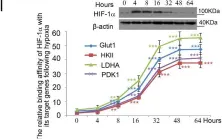 Fig.1.I showing Western Blotting in a Homo sapiens (Human) sample from the publication: The HIF-1α antisense long non-coding RNA drives a positive feedback loop of HIF-1α mediated transactivation and glycolysis.