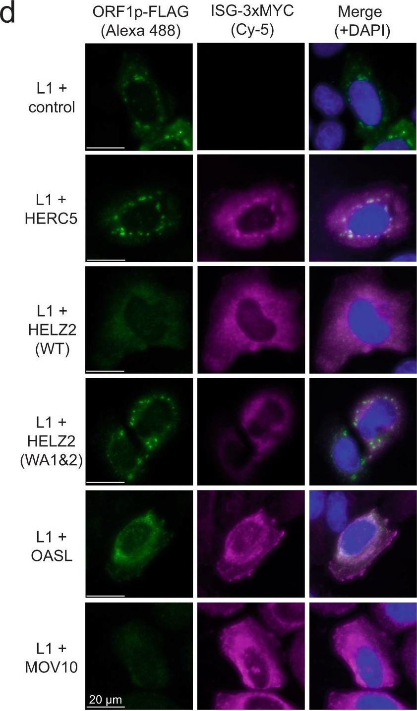 Fig.4.D showing Immunocytochemistry-immunofluorescence from the publication: The interferon stimulated gene-encoded protein HELZ2 inhibits human LINE-1 retrotransposition and LINE-1 RNA-mediated type I interferon induction.