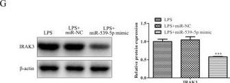 Fig.3.G showing Western Blotting from the publication: MiR-539-5p inhibits the inflammatory injury in septic H9c2 cells by regulating IRAK3.