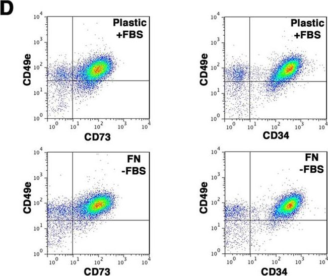 Fig.5.D showing Flow cytometry/Cell sorting in a Homo sapiens (Human) sample from the publication: Extracellular matrix and α5β1 integrin signaling control the maintenance of bone formation capacity by human adipose-derived stromal cells.