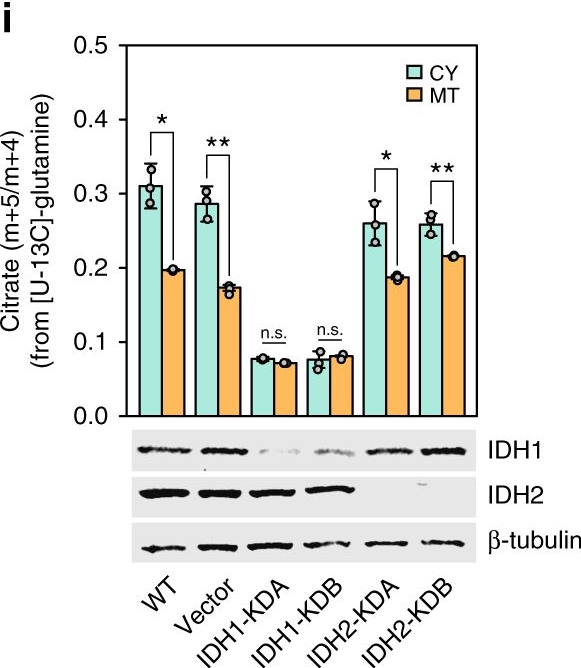 Fig.3.I showing Western Blotting in a Homo sapiens (Human) sample from the publication: Spatial-fluxomics provides a subcellular-compartmentalized view of reductive glutamine metabolism in cancer cells.