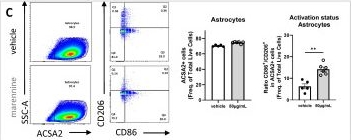 Fig.3.C showing Flow cytometry/Cell sorting in a Mus musculus (House mouse) sample from the publication: Haslea ostrearia Pigment Marennine Affects Key Actors of Neuroinflammation and Decreases Cell Migration in Murine Neuroglial Cell Model.