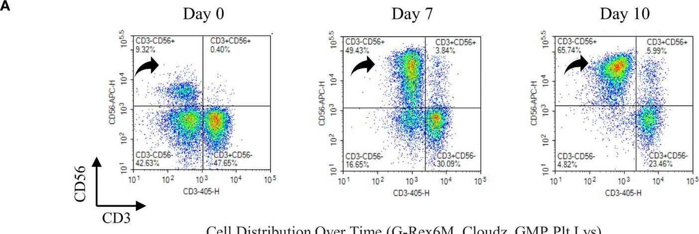 CD56 antibodies - Antibody search engine - CiteAb