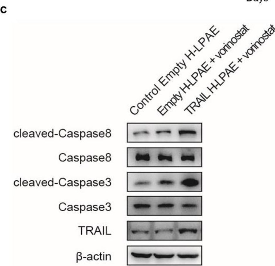 Fig.7.C showing Western Blotting in a Homo sapiens (Human) sample from the publication: Superior TRAIL gene expression and cancer cell apoptosis mediated by highly branched-linear poly(β-amino ester)s.