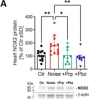 Fig.5.A showing Western Blotting from the publication: Interventions by Cardiovascular Drugs Against Aircraft Noise-Induced Cardiovascular Oxidative Stress and Damage.