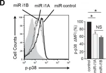 Fig.2.D showing Flow cytometry/Cell sorting in a Mus musculus (House mouse) sample from the publication: Discs Large Homolog 1 Splice Variants Regulate p38-Dependent and -Independent Effector Functions in CD8+ T Cells.