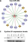 Fig.4.B showing Western Blotting from the publication: Identification of microRNA-mRNA functional interactions in UVB-induced senescence of human diploid fibroblasts.