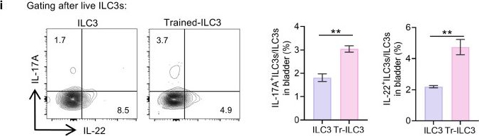 Fig.5.I showing Flow cytometry/Cell sorting in a Mus musculus (House mouse) sample from the publication: Trained Immunity in Bladder ILC3s Enhances Mucosal Defense Against Recurrent Urinary Tract Infections.