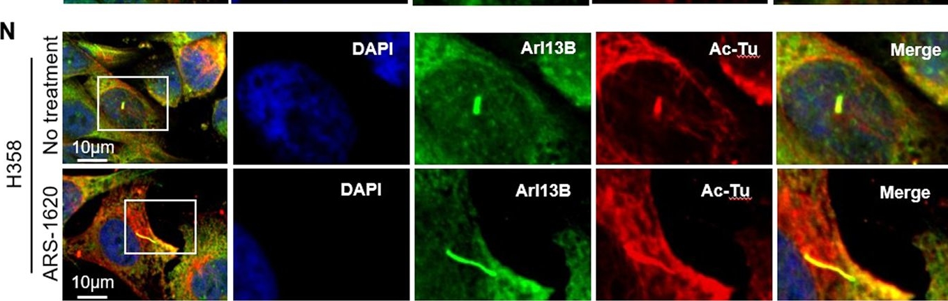 Fig.3.N from the publication: Hedgehog signalling is involved in acquired resistance to KRASG12C inhibitors in lung cancer cells.