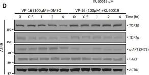 Fig.2.D showing Western Blotting in a Homo sapiens (Human) sample from the publication: ATM inhibitor KU60019 synergistically sensitizes lung cancer cells to topoisomerase II poisons by multiple mechanisms.