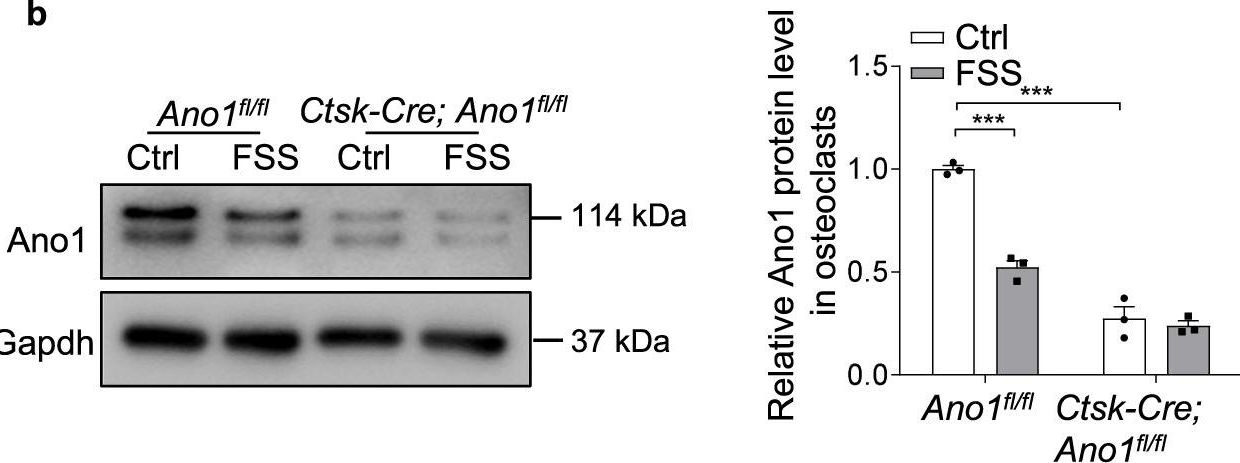 Fig.2.B showing Western Blotting from the publication: Mechanical stimulation controls osteoclast function through the regulation of Ca2+-activated Cl- channel Anoctamin 1.
