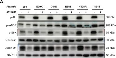 Fig.4.A showing Western Blotting from the publication: Potential oncogenic role of occult hepatitis B virus pre-S mutations: Activation of Akt/mTOR/Cyclin D1 signaling drives cell cycle dysregulation and proliferation in hepatocellular carcinogenesis.
