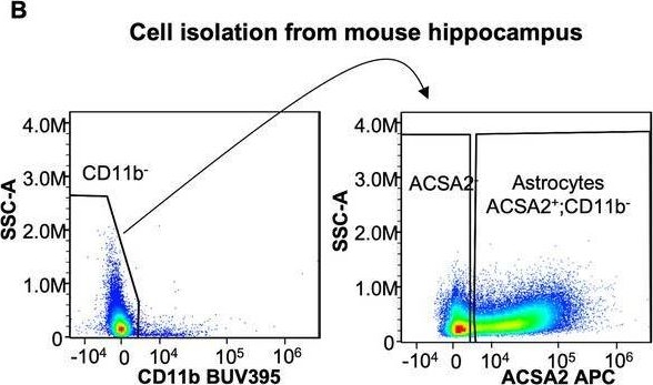 Fig.3.B showing Flow cytometry/Cell sorting in a Mus musculus (House mouse) sample from the publication: CellNeighborEX: deciphering neighbor-dependent gene expression from spatial transcriptomics data.