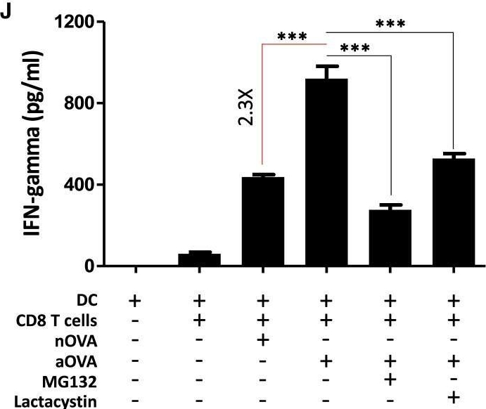 Fig.2.J showing Enzyme-linked immunosorbent assay from the publication: Promoting antigen escape from dendritic cell endosomes potentiates anti-tumoral immunity.