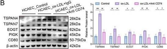 Fig.7.B showing Western Blotting from the publication: CD74 Blockade Disrupts Endothelial Migrasome Signaling to Prevent Inflammatory Macrophage Differentiation and Inhibit Atherosclerotic Progression.