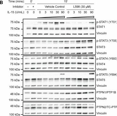 Fig.8.B showing Western Blotting from the publication: PTPN1/PTPN2 inhibition improves NK cancer therapy by enhancing IL-2 and mitigating TGFβ1 responses.