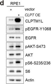 Fig.5.D showing Western Blotting in a Homo sapiens (Human) sample from the publication: CLPTM1L modulates membrane lipid rafts to promote tumor EGFR signaling.