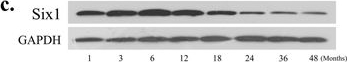 Fig.1.C showing Western Blotting in a Bos taurus (Bovine) sample from the publication: NRF1 and ZSCAN10 bind to the promoter region of the SIX1 gene and their effects body measurements in Qinchuan cattle.