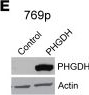 Fig.5.E showing Western Blotting from the publication: l-2-Hydroxyglutarate remodeling of the epigenome and epitranscriptome creates a metabolic vulnerability in kidney cancer models.