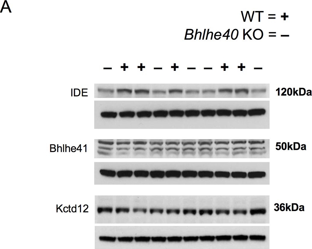 Fig.7.A showing Western Blotting in a Mus musculus (House mouse) sample from the publication: Mice lacking the transcriptional regulator Bhlhe40 have enhanced neuronal excitability and impaired synaptic plasticity in the hippocampus.