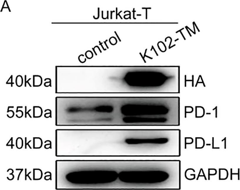 Fig.6.A showing Western Blotting from the publication: Subtype-specific human endogenous retrovirus K102 envelope protein is a novel serum immunosuppressive biomarker of cancer.