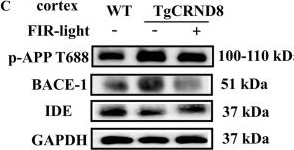 Fig.3.C showing Western Blotting in a Mus musculus (House mouse) sample from the publication: Far-Infrared Radiation Ameliorates the Cognitive Dysfunction in an Alzheimer's Disease Transgenic Mouse via Modulating Jak-2/Stat3 and Nrf-2/HO-1 Pathways.