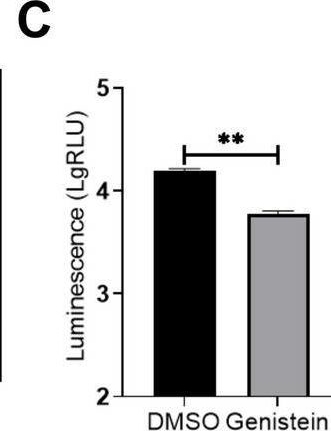 Fig.4.C from the publication: A novel high-throughput screen identifies phenazine-1-carboxylic acid as an inhibitor of African swine fever virus replication in primary porcine alveolar macrophages.
