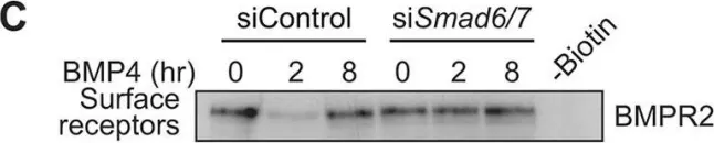 Fig.6.C showing Western Blotting in a Homo sapiens (Human) sample from the publication: TGF-β family ligands exhibit distinct signalling dynamics that are driven by receptor localisation.