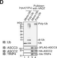 Fig.5.D showing Western Blotting from the publication: A distinct mammalian disome collision interface harbors K63-linked polyubiquitination of uS10 to trigger hRQT-mediated subunit dissociation.