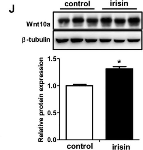 Fig.3.J showing Western Blotting in a Mus musculus (House mouse) sample from the publication: Irisin Exerts Inhibitory Effect on Adipogenesis Through Regulation of Wnt Signaling.