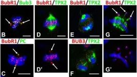 Fig.7.B,C,D,E,G showing Immunocytochemistry-immunofluorescence in a Rattus norvegicus (Rat) sample from the publication: Abnormal mitosis in reactive astrocytes.