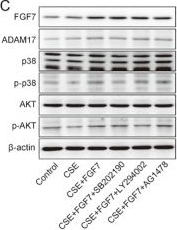 Fig.6.C showing Western Blotting from the publication: FGF7 mitigates airway inflammation and epithelial injury in cigarette smoke-induced COPD model.