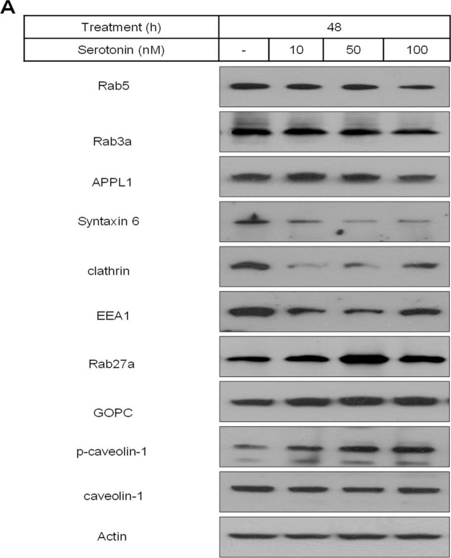 Fig.2.A showing Western Blotting from the publication: Serotonin Influences Insulin Secretion in Rat Insulinoma INS-1E Cells.