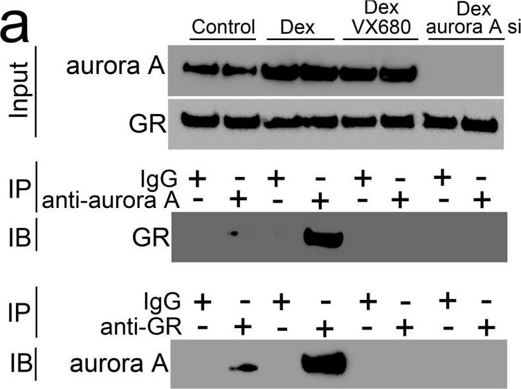 Fig.2.A showing Western Blotting in a Mus musculus (House mouse) sample from the publication: Aurora Kinase A Regulates Cell Transitions in Glucocorticoid-Induced Bone Loss.