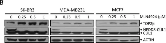 Fig.1.B showing Western Blotting in a Homo sapiens (Human) sample from the publication: SCFβ-TrCP-mediated degradation of TOP2β promotes cancer cell survival in response to chemotherapeutic drugs targeting topoisomerase II.