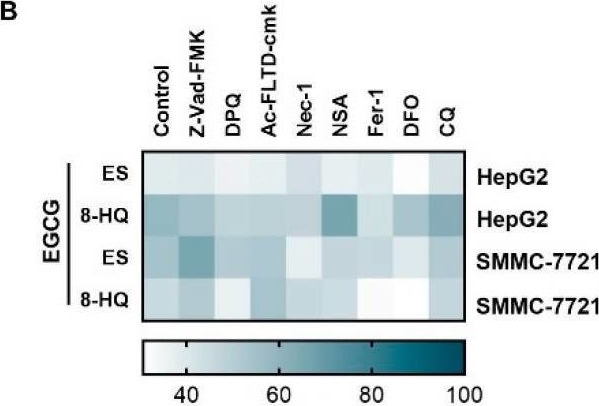 Fig.2.B from the publication: Epigallocatechin Gallate Promotes Cuproptosis via the MTF1/ATP7B Axis in Hepatocellular Carcinoma.