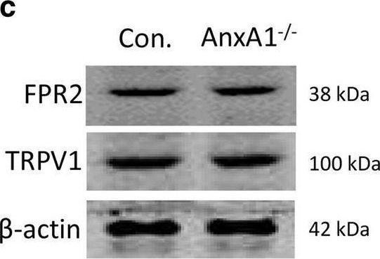 Fig.2.C showing Western Blotting from the publication: The mechanism of Annexin A1 to modulate TRPV1 and nociception in dorsal root ganglion neurons.