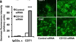 Fig.4.B showing Immunocytochemistry-immunofluorescence from the publication: The importance of the stem cell marker prominin-1/CD133 in the uptake of transferrin and in iron metabolism in human colon cancer Caco-2 cells.