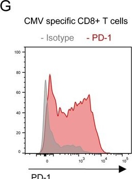 Fig.4.G showing Flow cytometry/Cell sorting in a Homo sapiens (Human) sample from the publication: Complementary CRISPR screen highlights the contrasting role of membrane-bound and soluble ICAM-1 in regulating antigen-specific tumor cell killing by cytotoxic T cells.