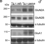 Fig.5.D showing Western Blotting in a Rattus norvegicus (Rat) sample from the publication: Sex-regulated gene dosage effect of PPARα on synaptic plasticity.