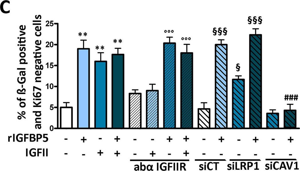 Fig.1.C from the publication: IGFBP5 is released by senescent cells and is internalized by healthy cells, promoting their senescence through interaction with retinoic receptors.