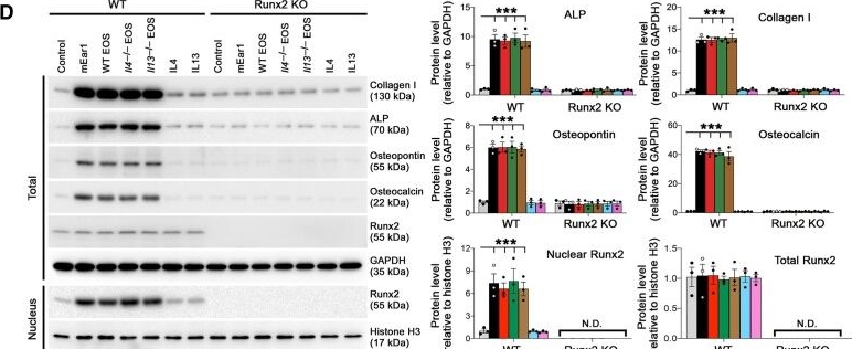 Fig.4.D showing Western Blotting in a Mus musculus (House mouse) sample from the publication: Cationic proteins from eosinophils bind bone morphogenetic protein receptors promoting vascular calcification and atherogenesis.