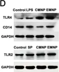 Fig.2.D showing Western Blotting from the publication: An electroporation strategy to synthesize the membrane-coated nanoparticles for enhanced anti-inflammation therapy in bone infection.