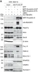 Fig.8.A showing Western Blotting in a Rattus norvegicus (Rat) sample from the publication: Exophilin-8 assembles secretory granules for exocytosis in the actin cortex via interaction with RIM-BP2 and myosin-VIIa.