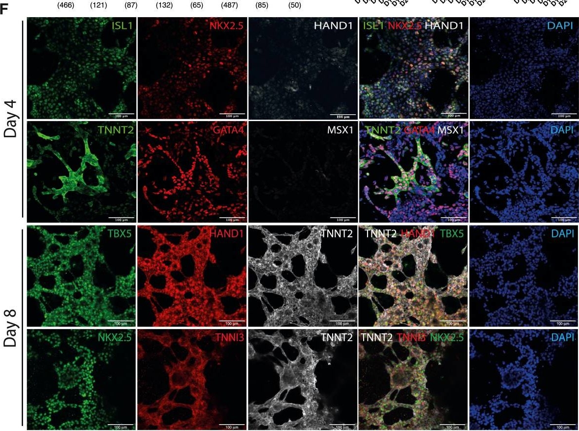 Fig.2.F showing Immunohistochemistry-immunofluorescence in a Homo sapiens (Human) sample from the publication: Generation of left ventricle-like cardiomyocytes with improved structural, functional, and metabolic maturity from human pluripotent stem cells.