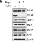 Fig.3.H showing Western Blotting from the publication: RAF proteins exert both specific and compensatory functions during tumour progression of NRAS-driven melanoma.