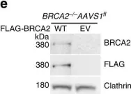 Fig.1.E showing Western Blotting in a Homo sapiens (Human) sample from the publication: BRCA2 suppresses replication stress-induced mitotic and G1 abnormalities through homologous recombination.