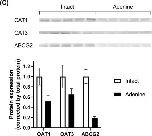Fig.4.C showing Western Blotting in a Rattus norvegicus (Rat) sample from the publication: Hypouricemic agents reduce indoxyl sulfate excretion by inhibiting the renal transporters OAT1/3 and ABCG2.
